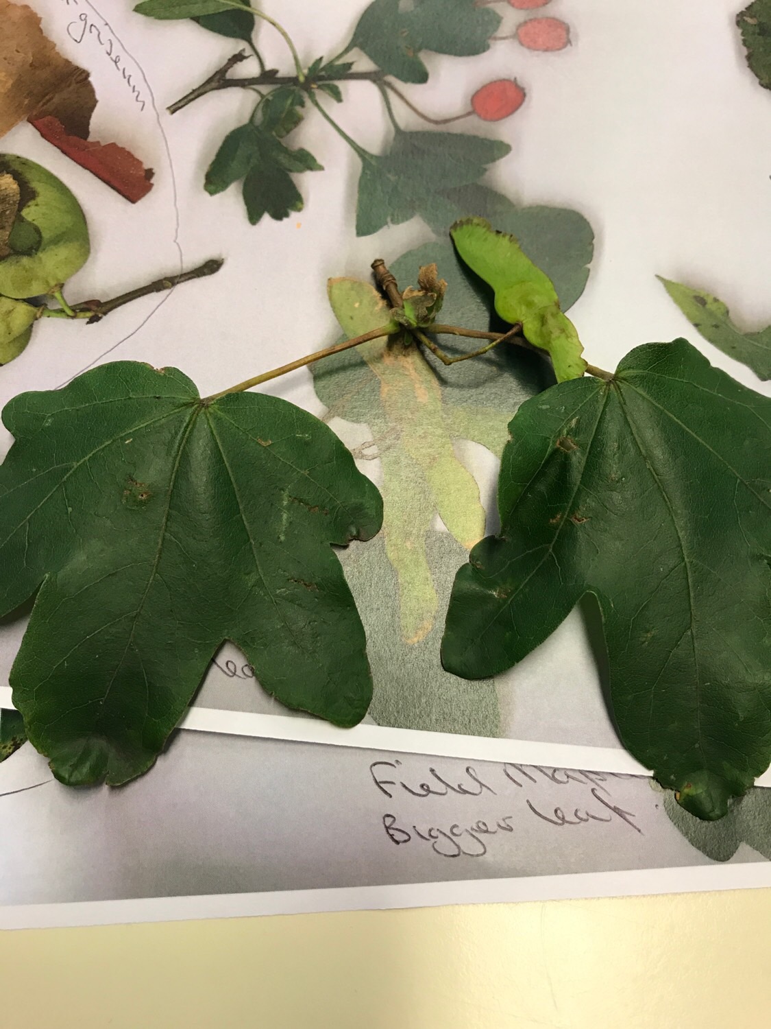 Deciduous Trees Level 3 Flashcards Memorang