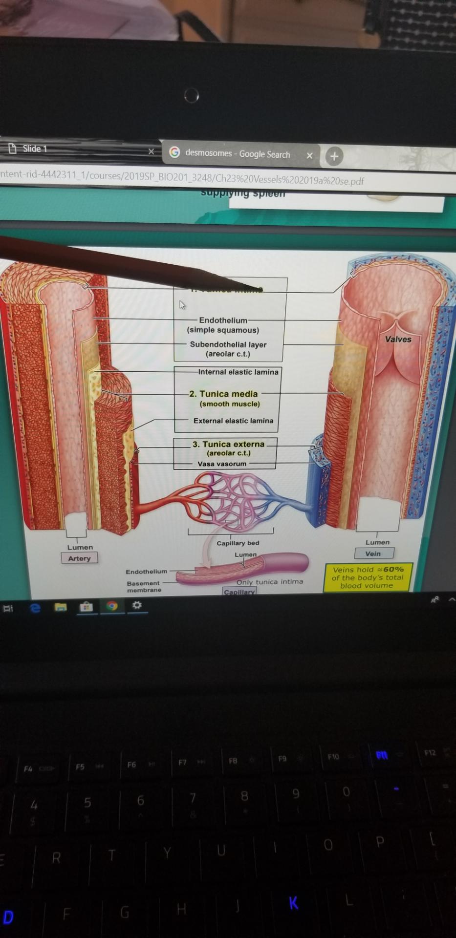 Chapter 23 Flashcards Memorang