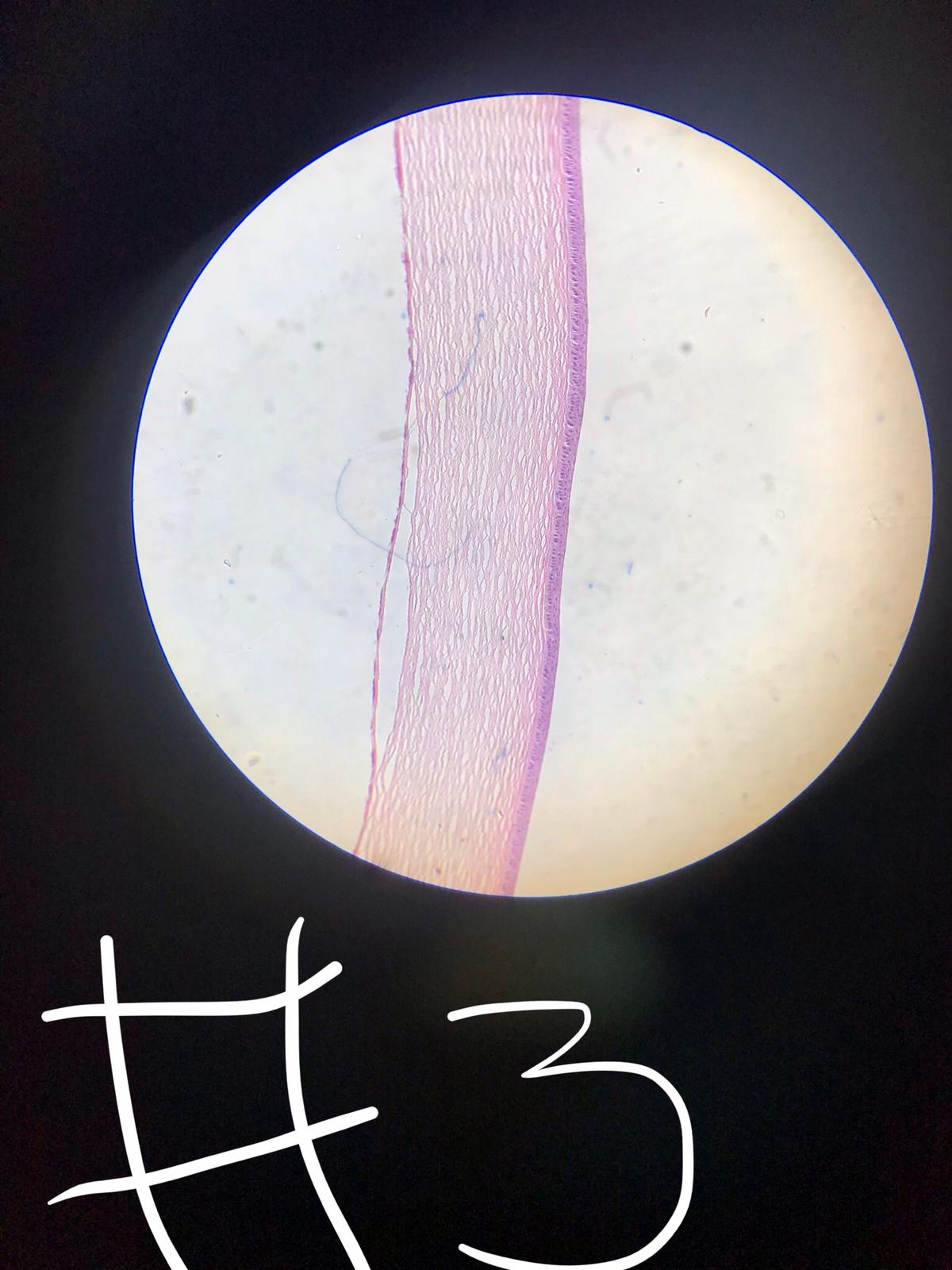 Histology microscopic anatomy slides Flashcards Memorang
