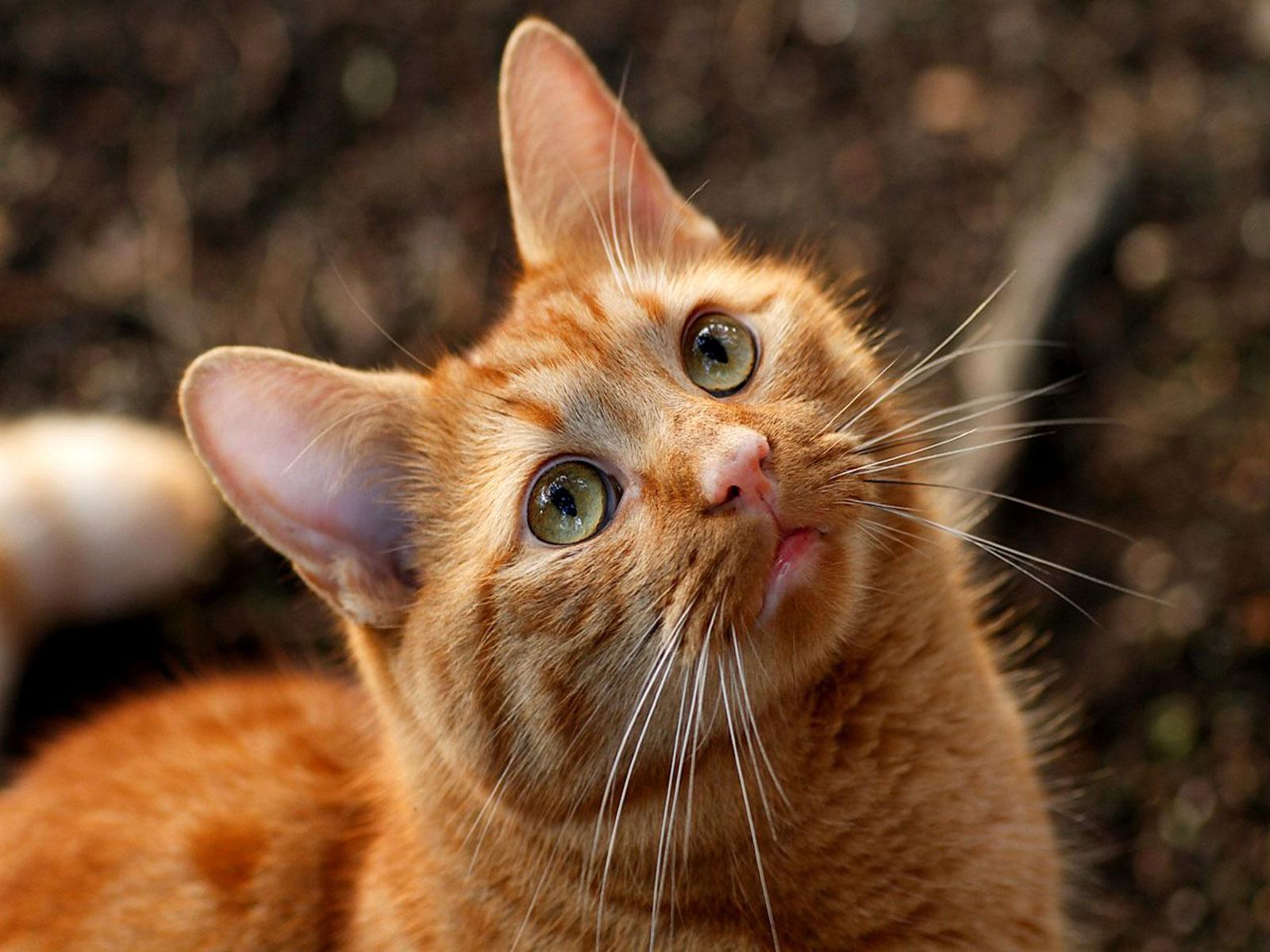 Max the Cat Flashcards | Memorang