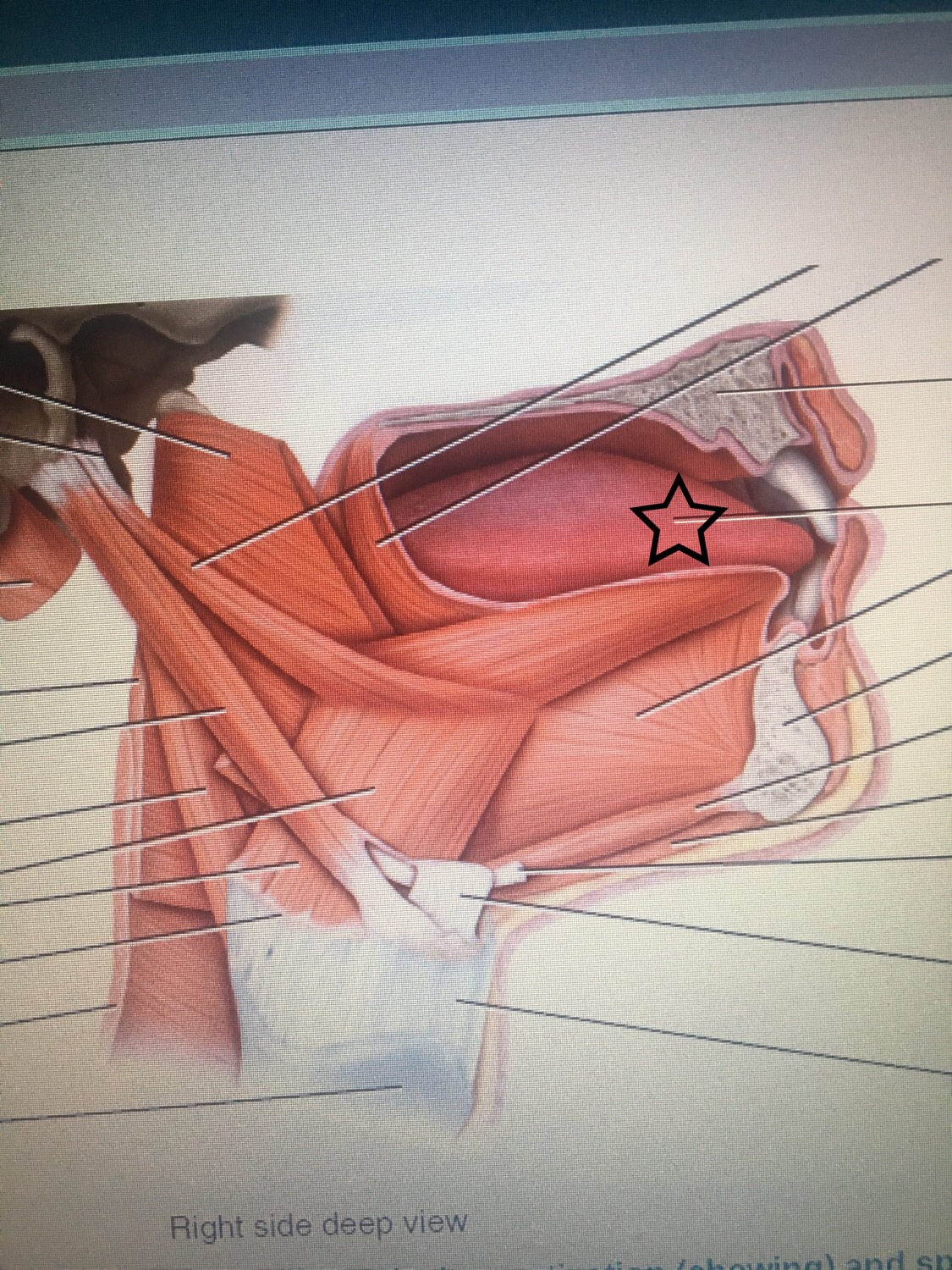 Throat Muscles Right Side Deep View Flashcards Memorang