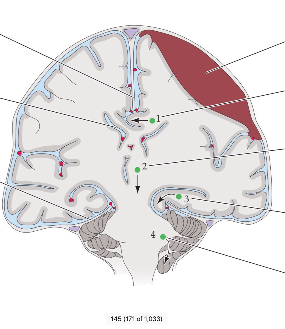 Neuroanatomy Flashcards Memorang