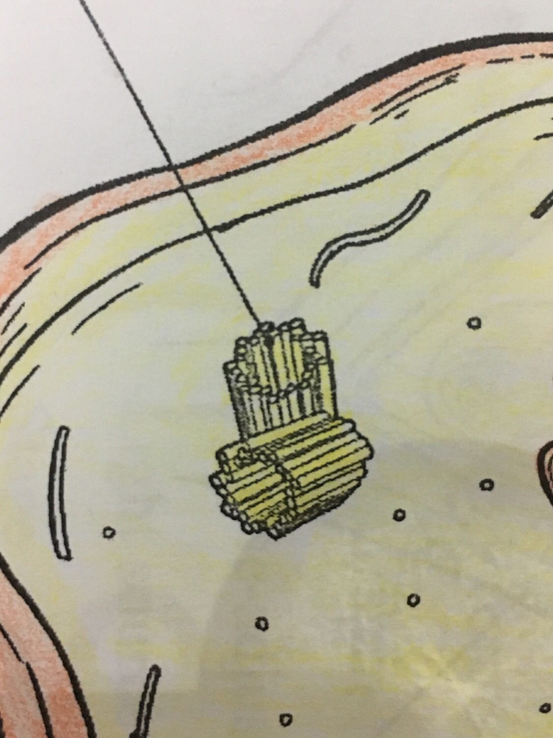 Animal Cell Flashcards Memorang animal-cell-flashcards-memorang