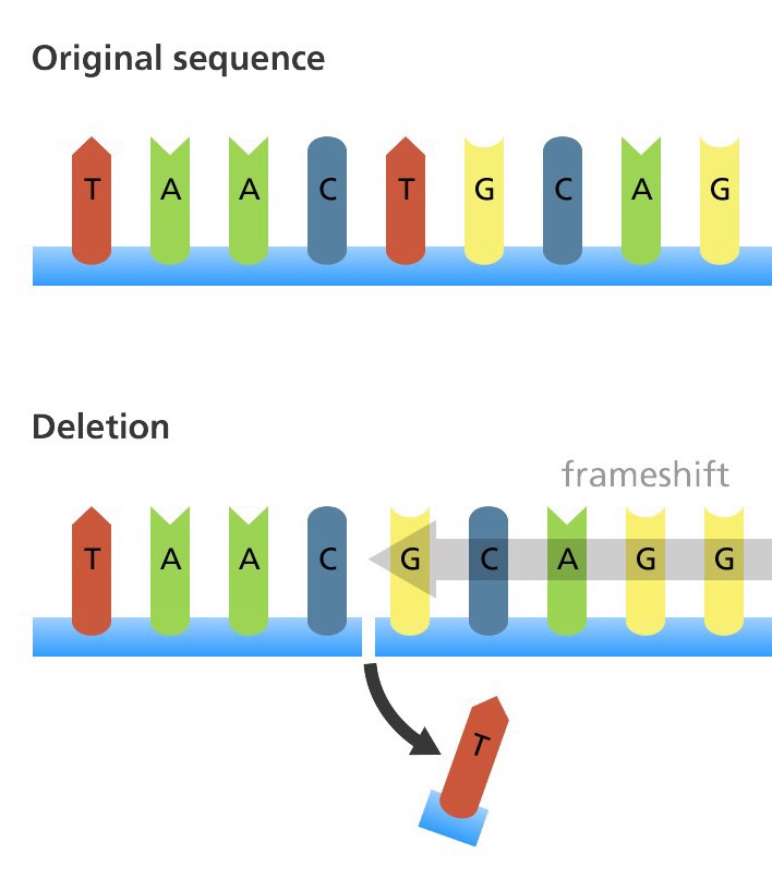 Gene Mutations Flashcards Memorang