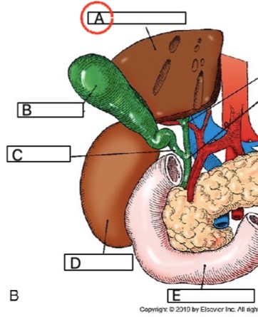 Biliary System Without Labelling Biliary System Flashcards | Memorang
