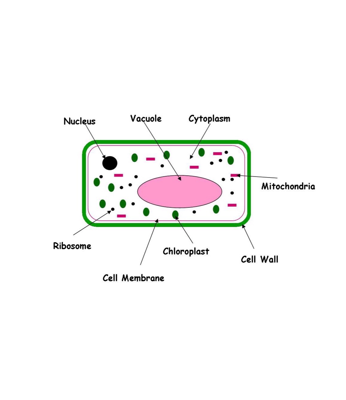 IGCSE Biology Chapter 7 Flashcards Memorang