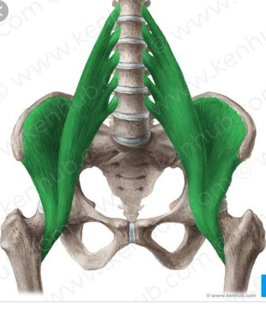 Hip and pelviv girdle joint Flashcards Memorang