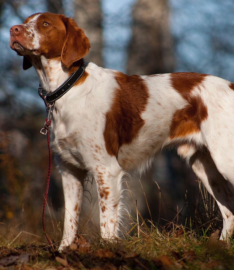 How Well Do You Know Your Dogs Flashcards Memorang