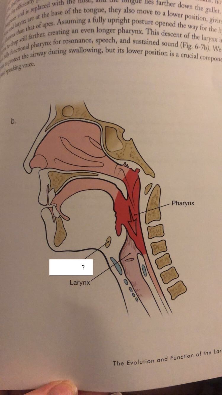 Throat singing muscles flashcards memorang