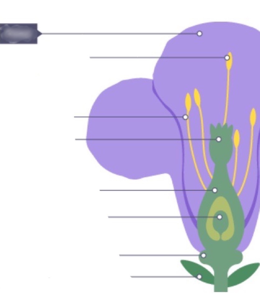 Insect Pollinated Flower Flashcards Memorang Insect Pollinated Flower Flashcards Memorang