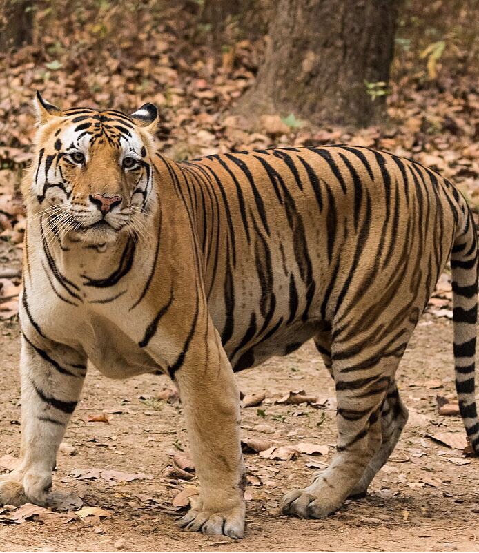 English Starter Animal Flashcards Memorang