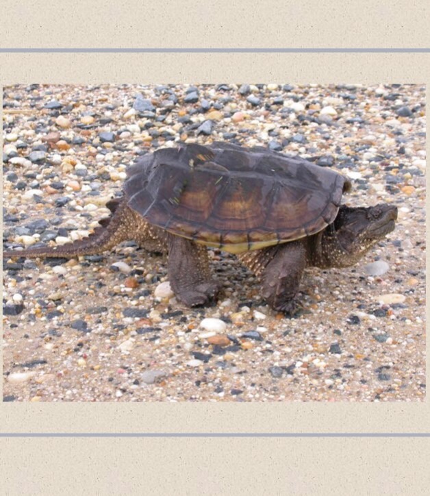 Pine Barrens Reptiles Flashcards Memorang