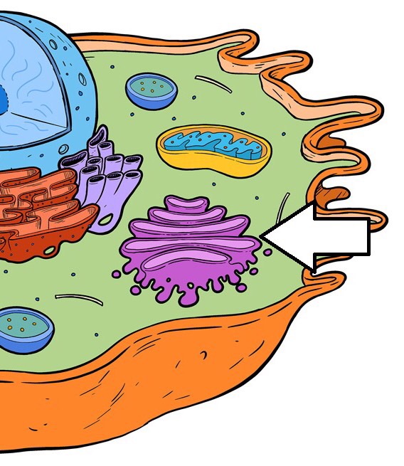 Cell Anatomy Flashcards Memorang