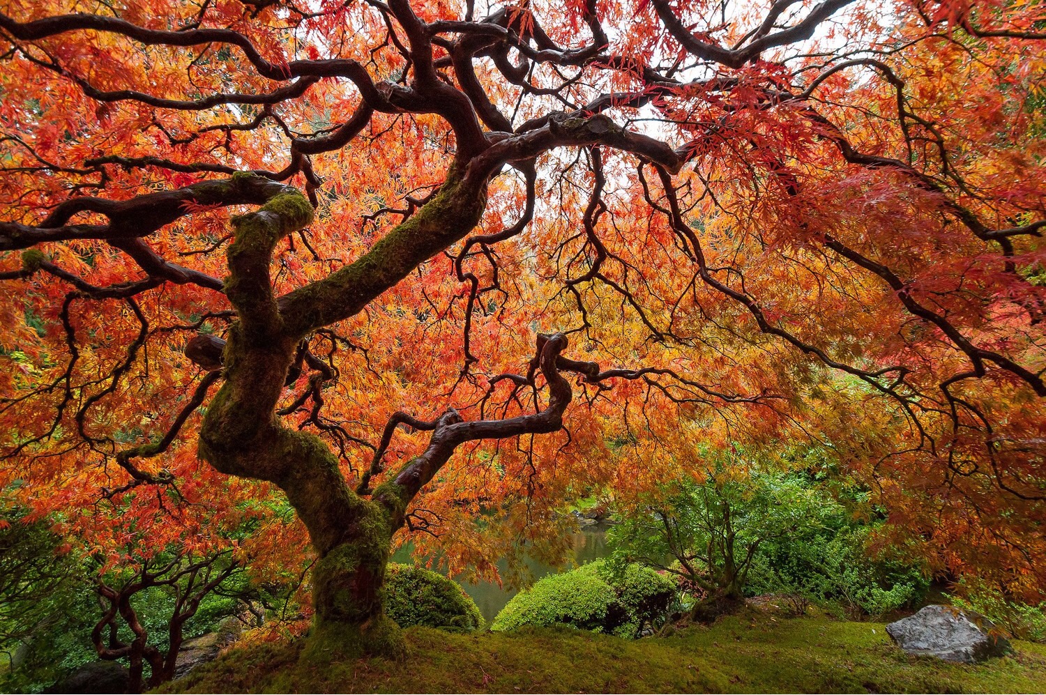 Trees Flashcards | Memorang
