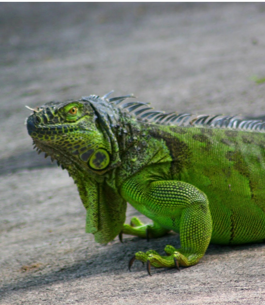 Reptiles Flashcards Memorang