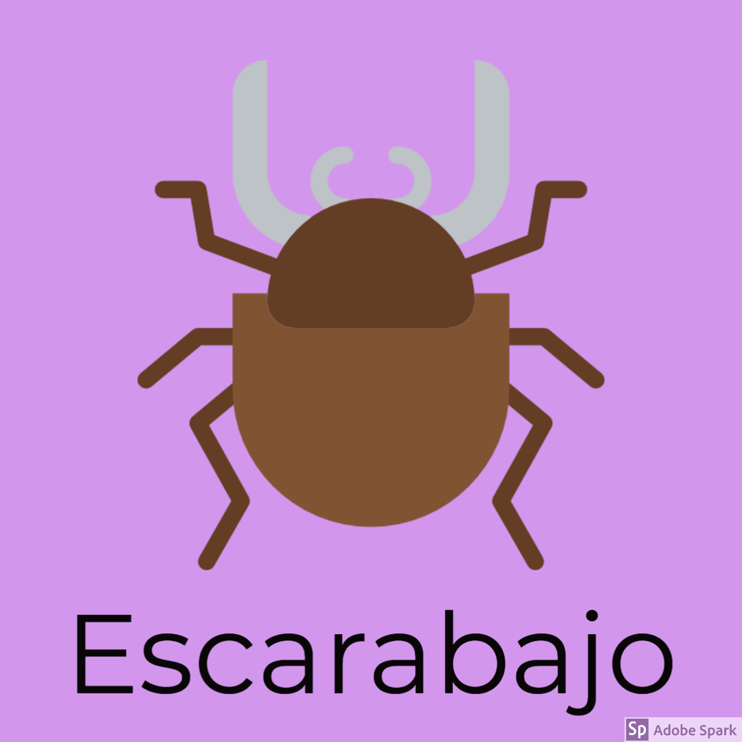 Insectos en inglés Flashcards | Memorang