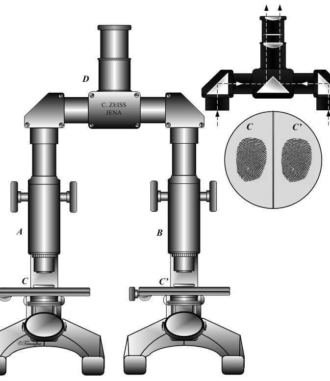 Ch 4 Tissues Flashcards Memorang vrogue.co