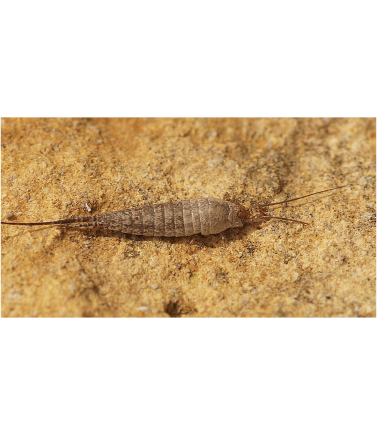 Insect Orders Level IV Flashcards | Memorang