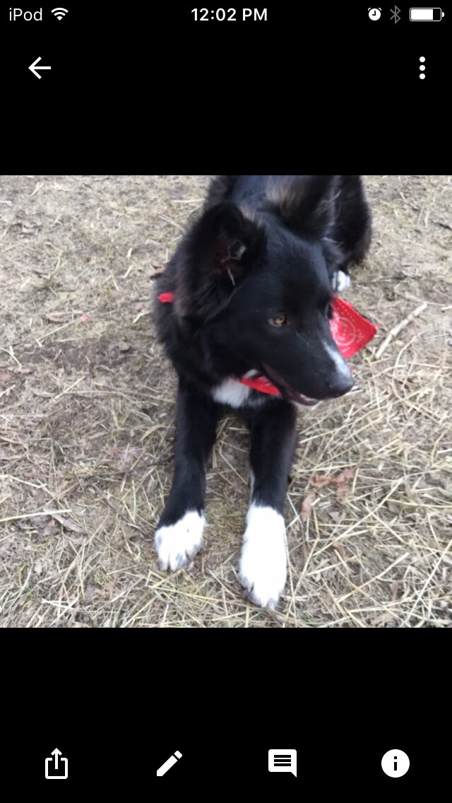 Mixed dog breeds Flashcards Memorang