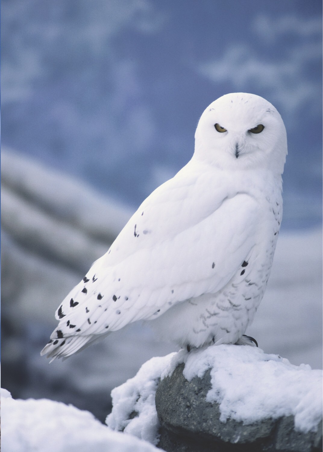 Are Snowy Owls Big Are Snowy Owls Big