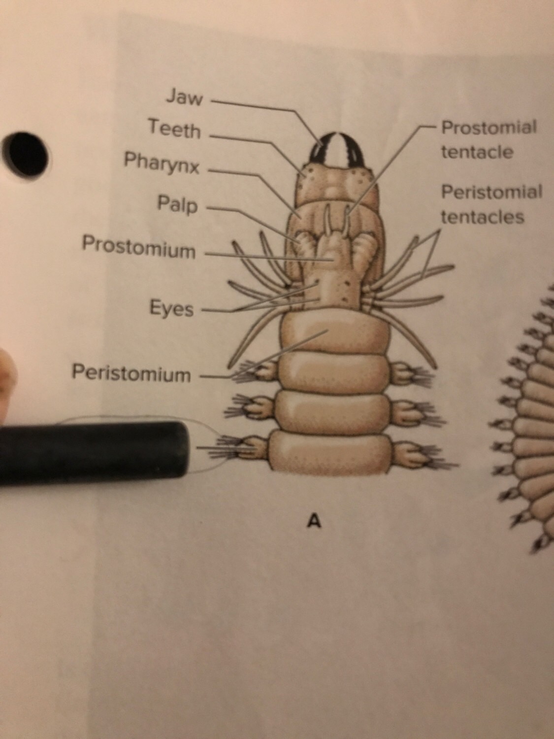 Clam worm Flashcards Memorang