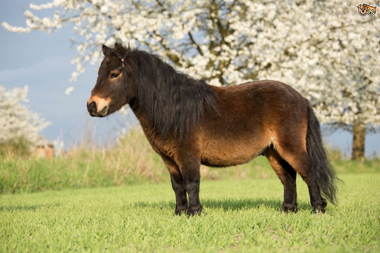 Horse Breeds Flashcards Memorang