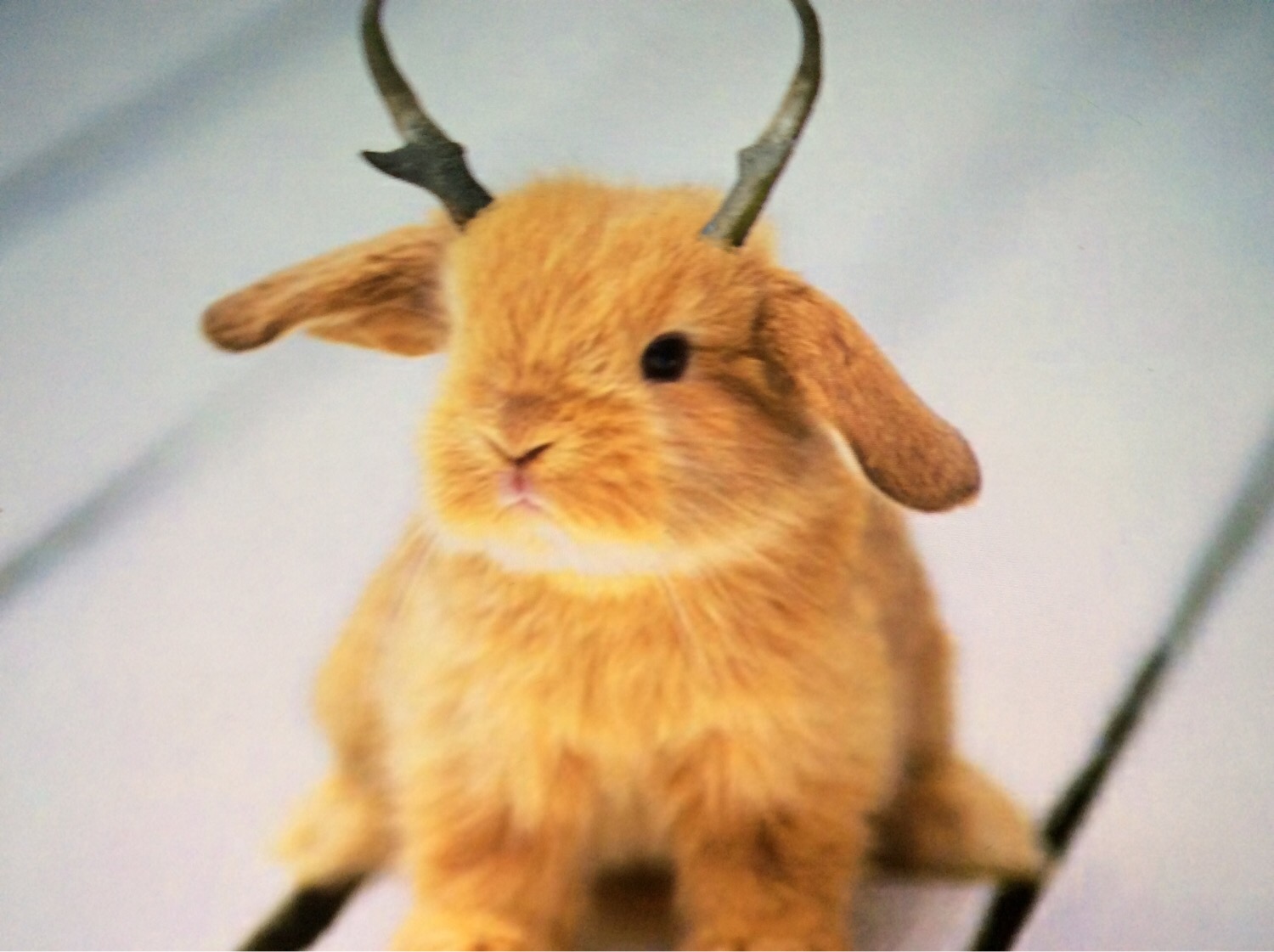 Nook Rabbit Noah's deck Flashcards | Memorang