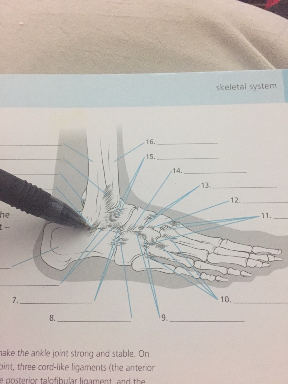 Understanding Ligaments A Comprehensive Guide For Every Body Part - gfayuhn
