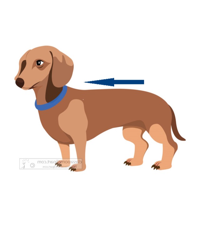 Anatomical Directional Terminology Flashcards Memorang