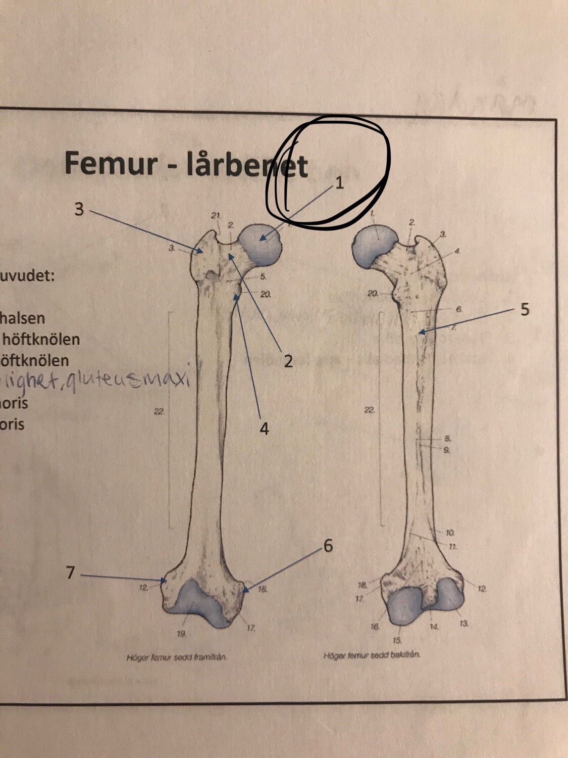 Femur, patella, tibia, fibula Flashcards | Memorang