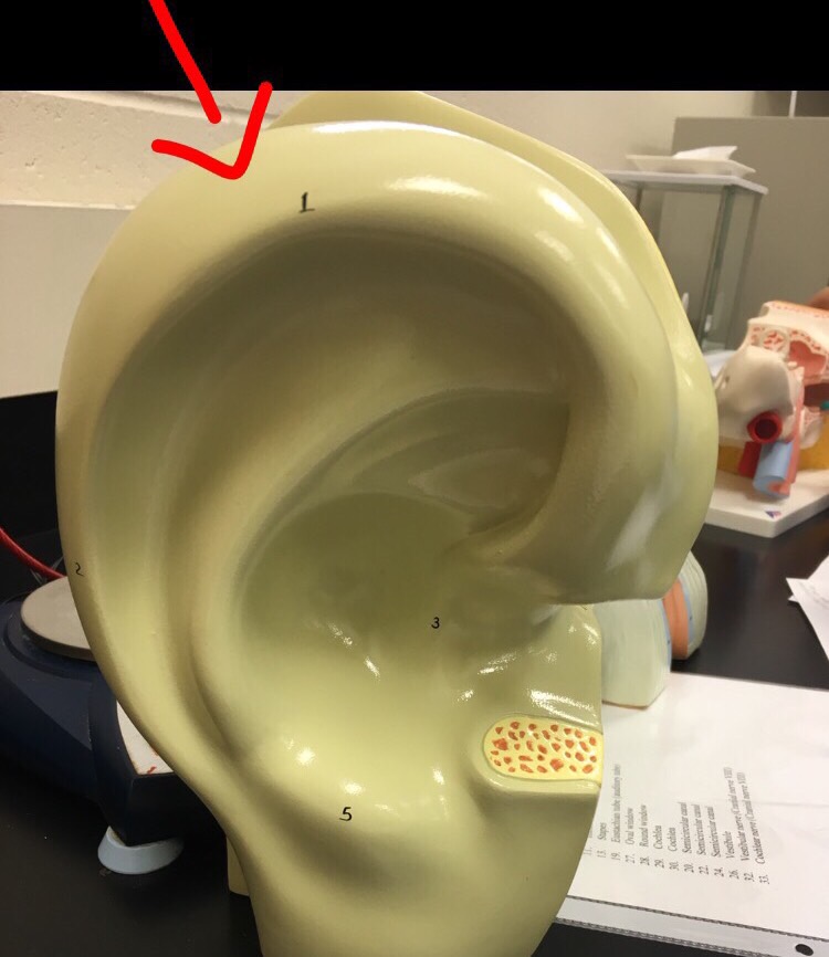 CHAPTER 6 EAR 105 FLASHCARDS intelligence overview