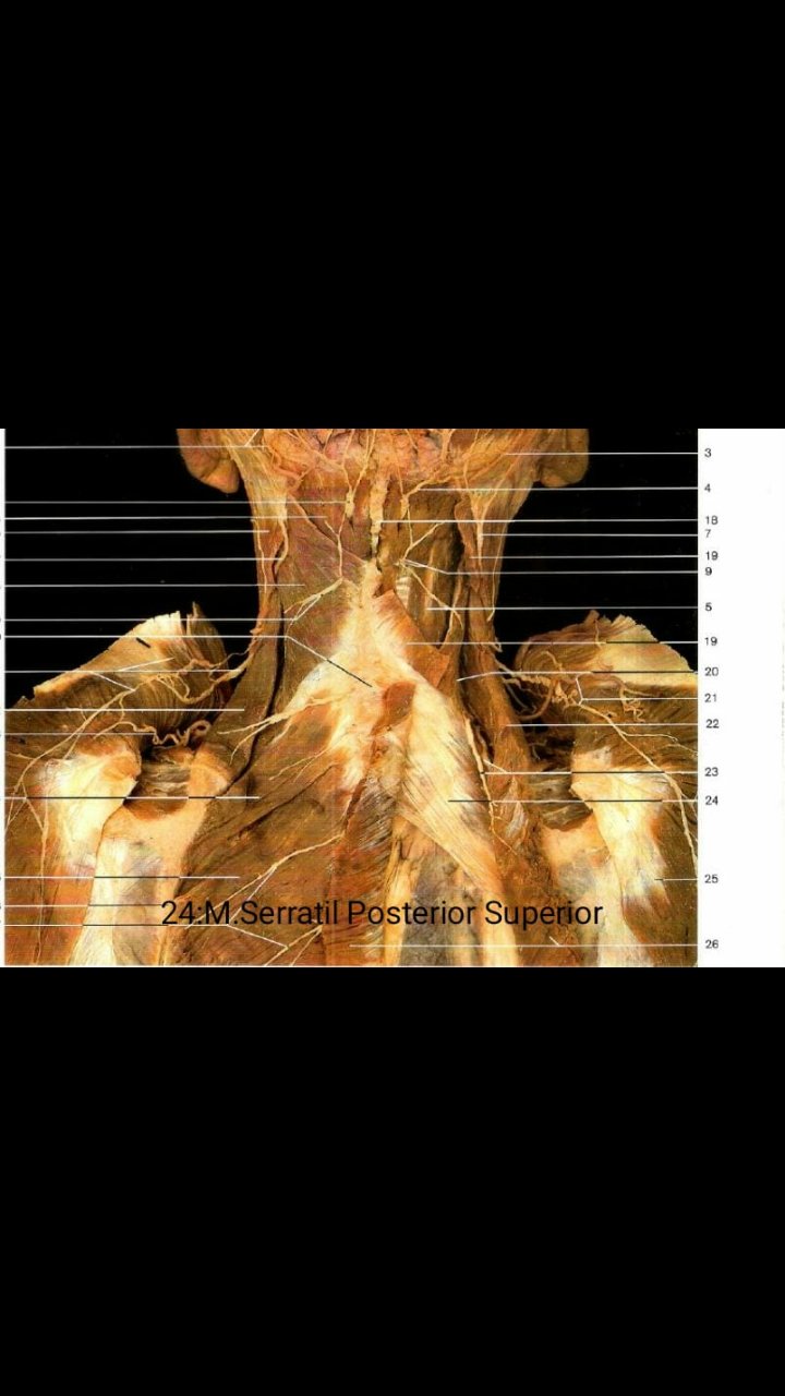 Ii Prova Pratica De Anatomia Flashcards Memorang
