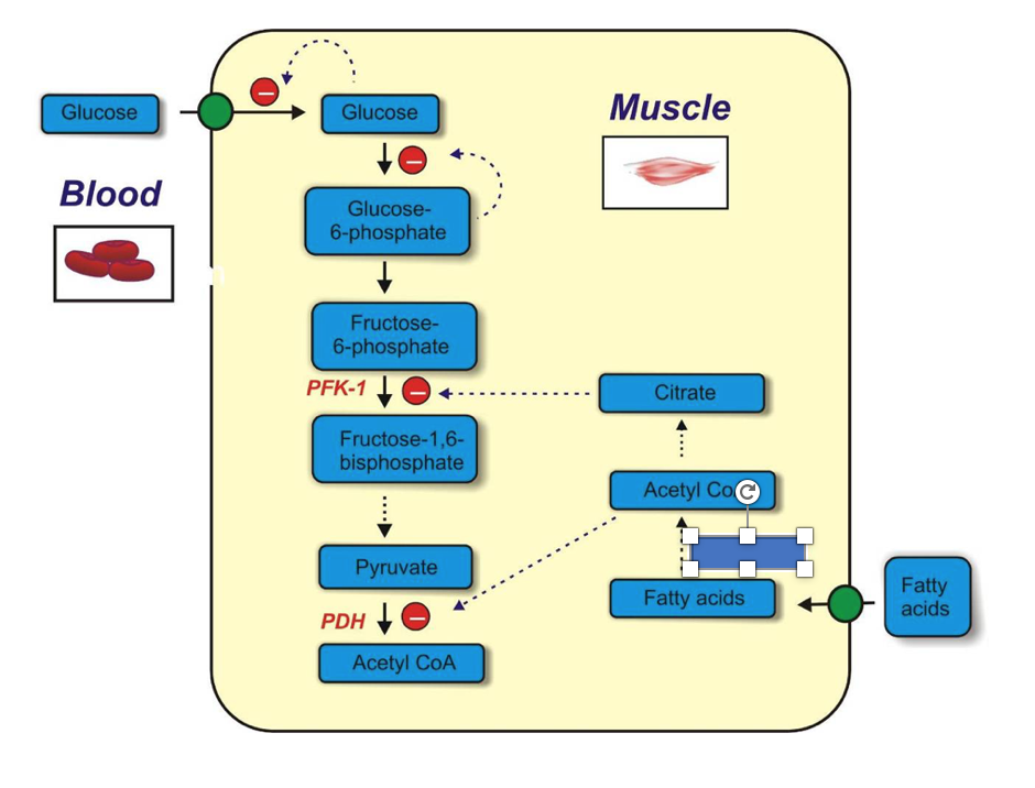Glucose to Fatty Acids: The Biochemical Pathway Quizlet Explained