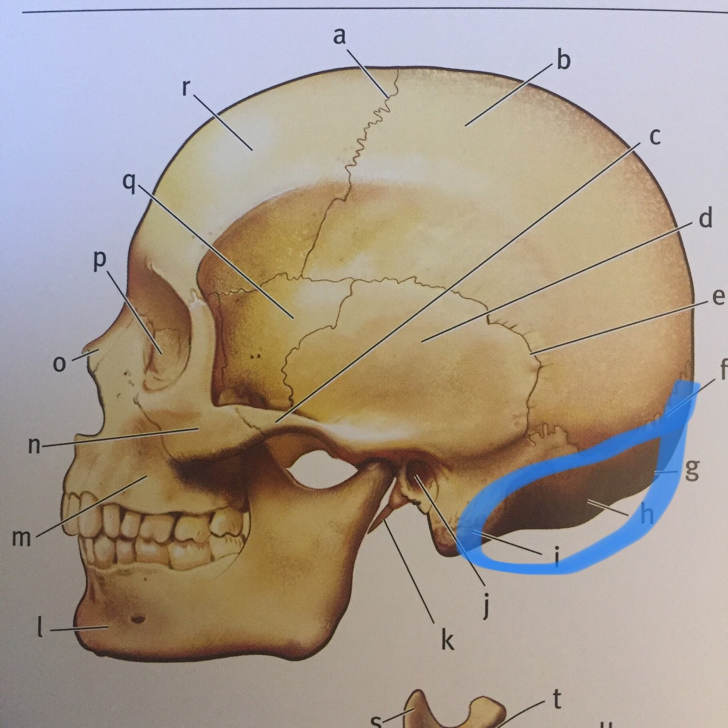 Skull Lab Quizlet 45 - jy1ut2m