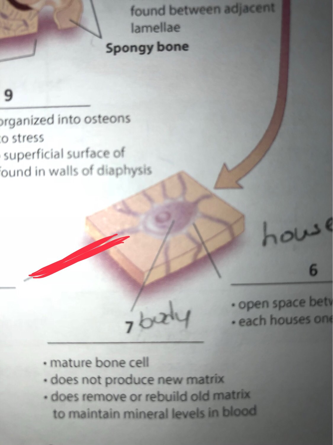 Bone Histology Flashcards Memorang