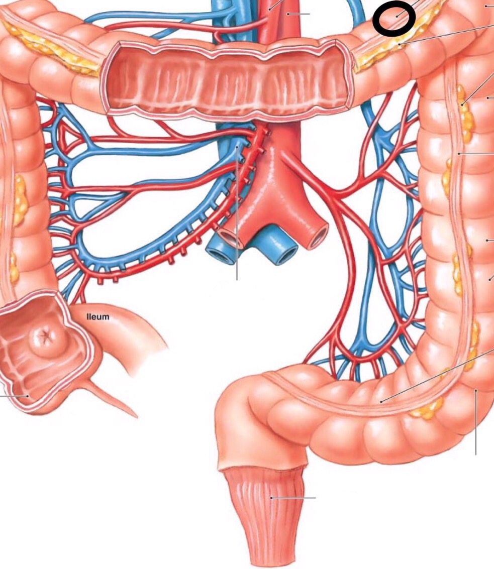Large Intestine Triangle Three segments of the large intestine Flashcards | Memorang