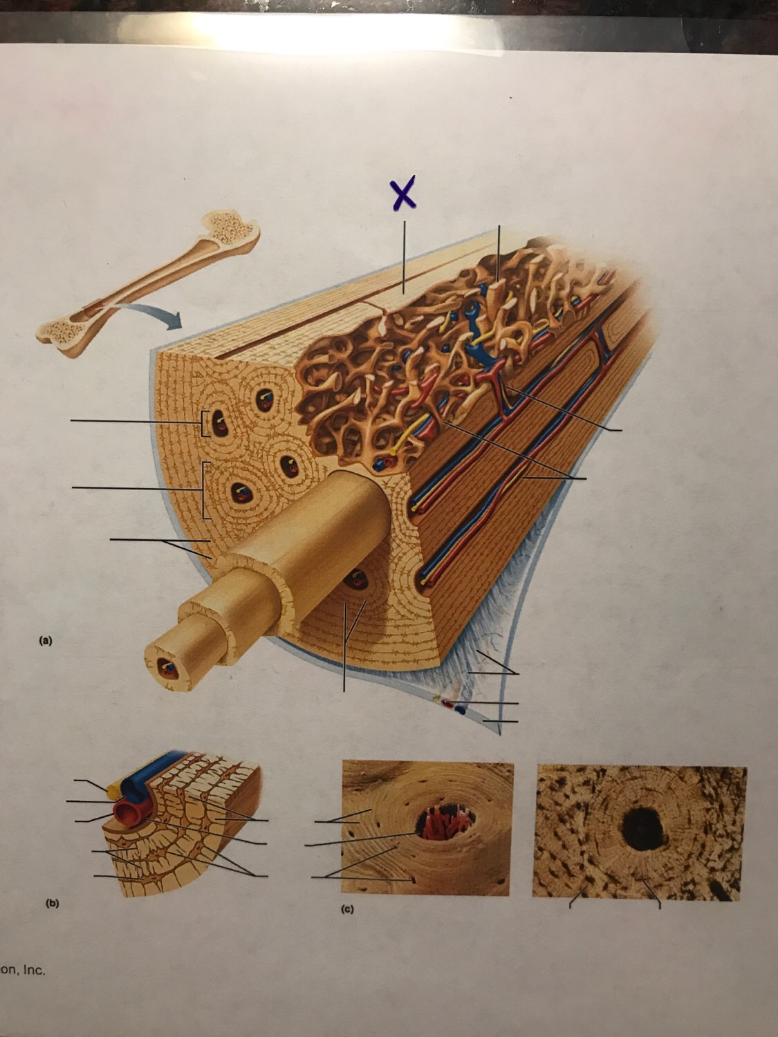Microscopic structure of a compact bone Flashcards | Memorang