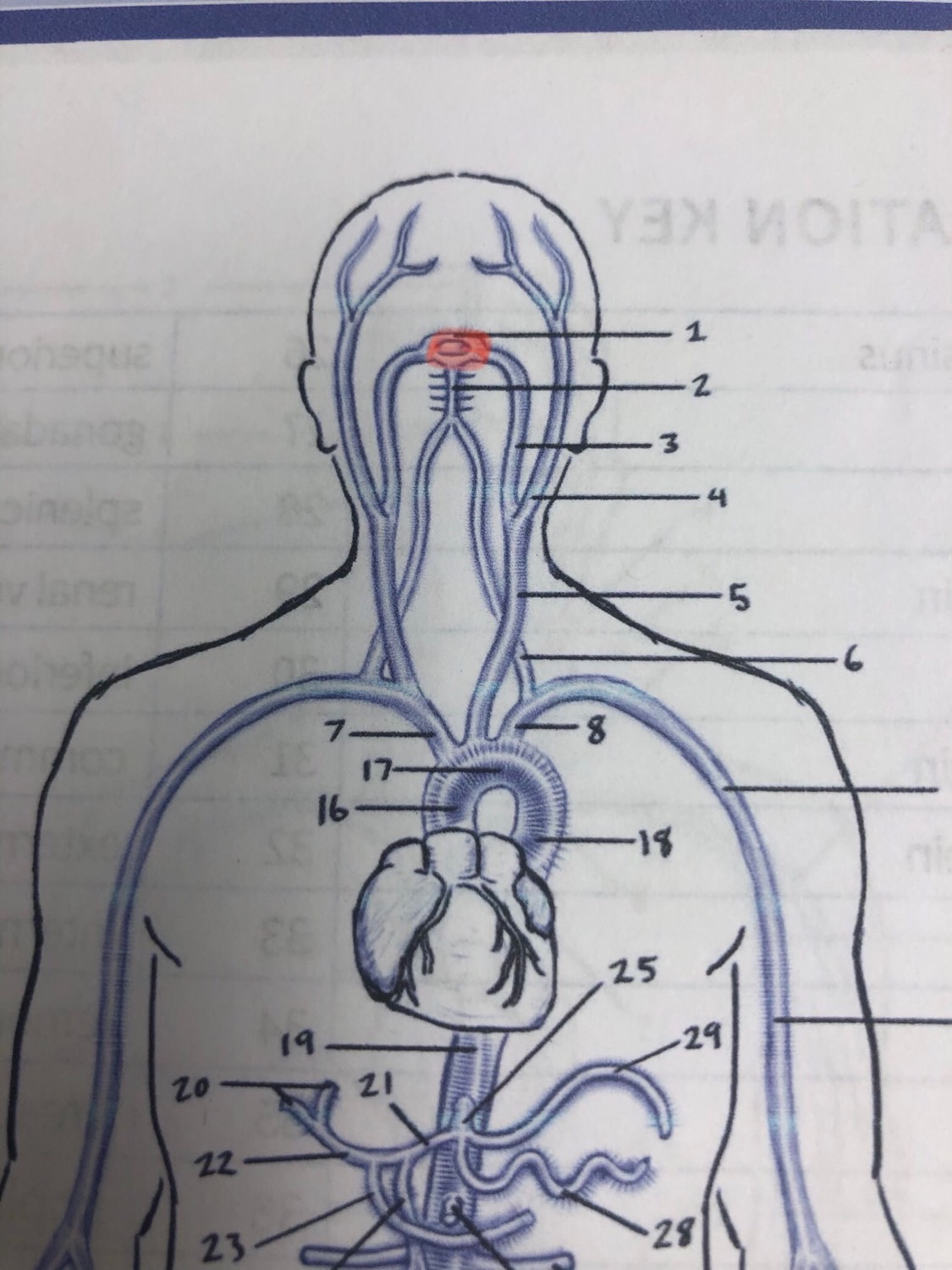 Mind Blown The Surprising Reason Arteries Are Organs - fnzrgo2