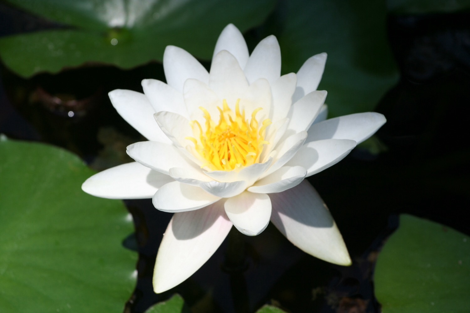Flower Types Flashcards Memorang
