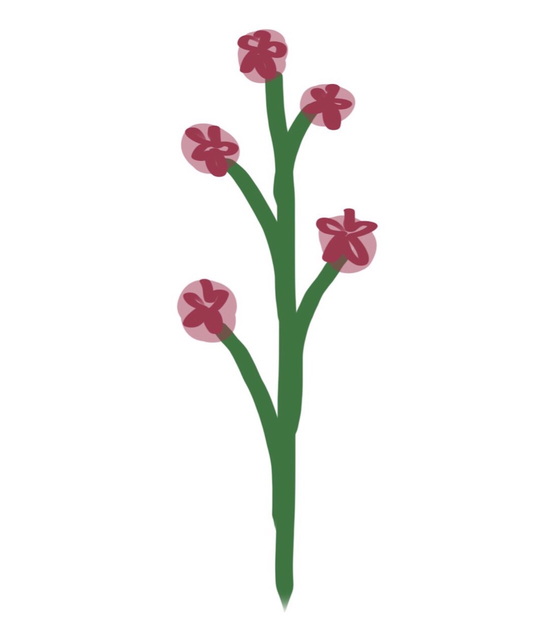 Plant Identification Terminology Flashcards Memorang