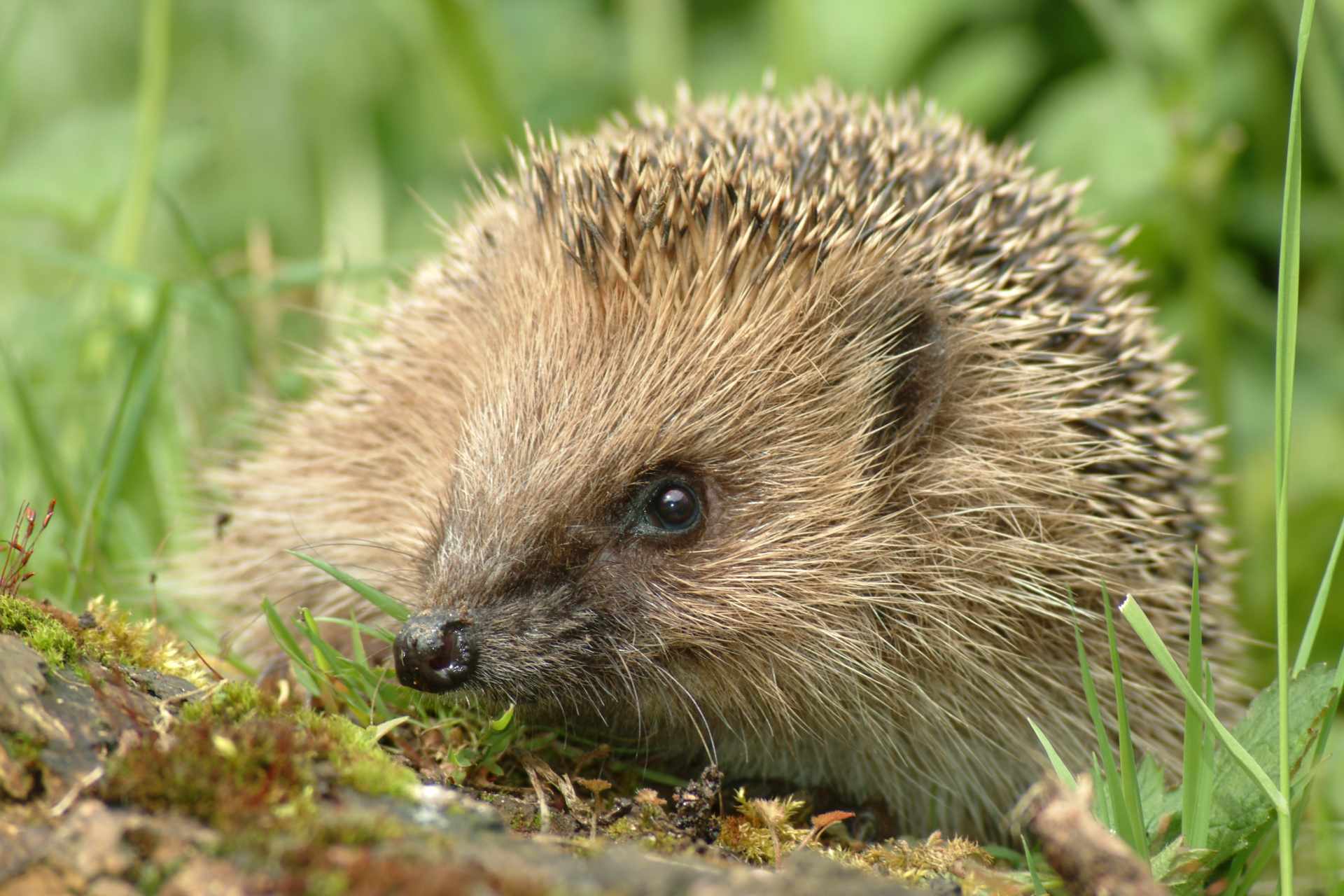 UK Woodland Animals Flashcards Memorang