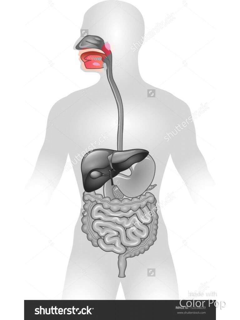 Digestive system Flashcards Memorang
