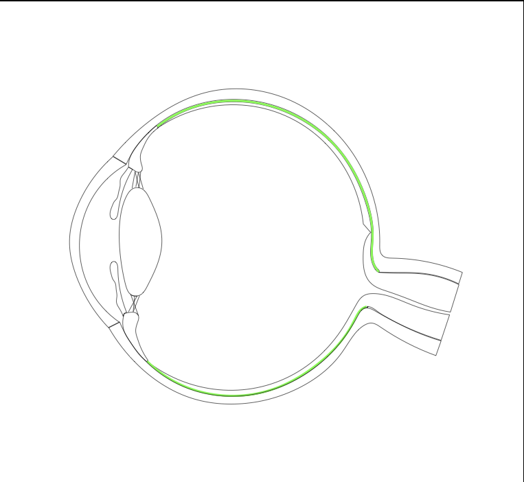 Anatomie de l'oeil Flashcards Memorang — free download