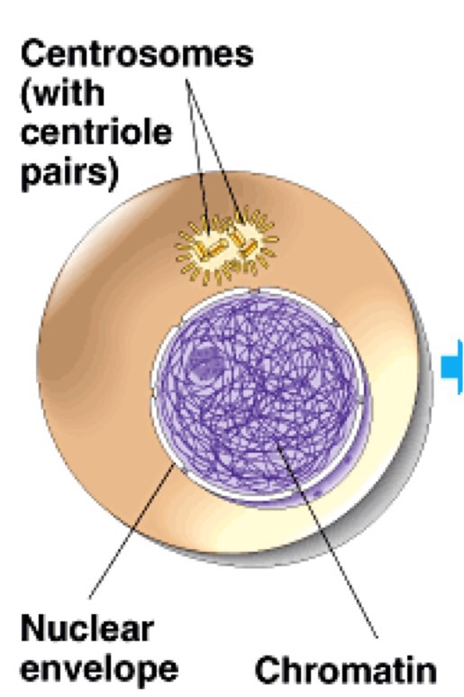Grade 10 science biology Flashcards Memorang