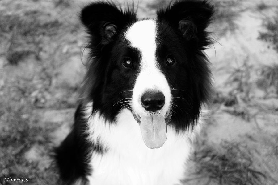 Border Collie coat colours Flashcards Memorang
