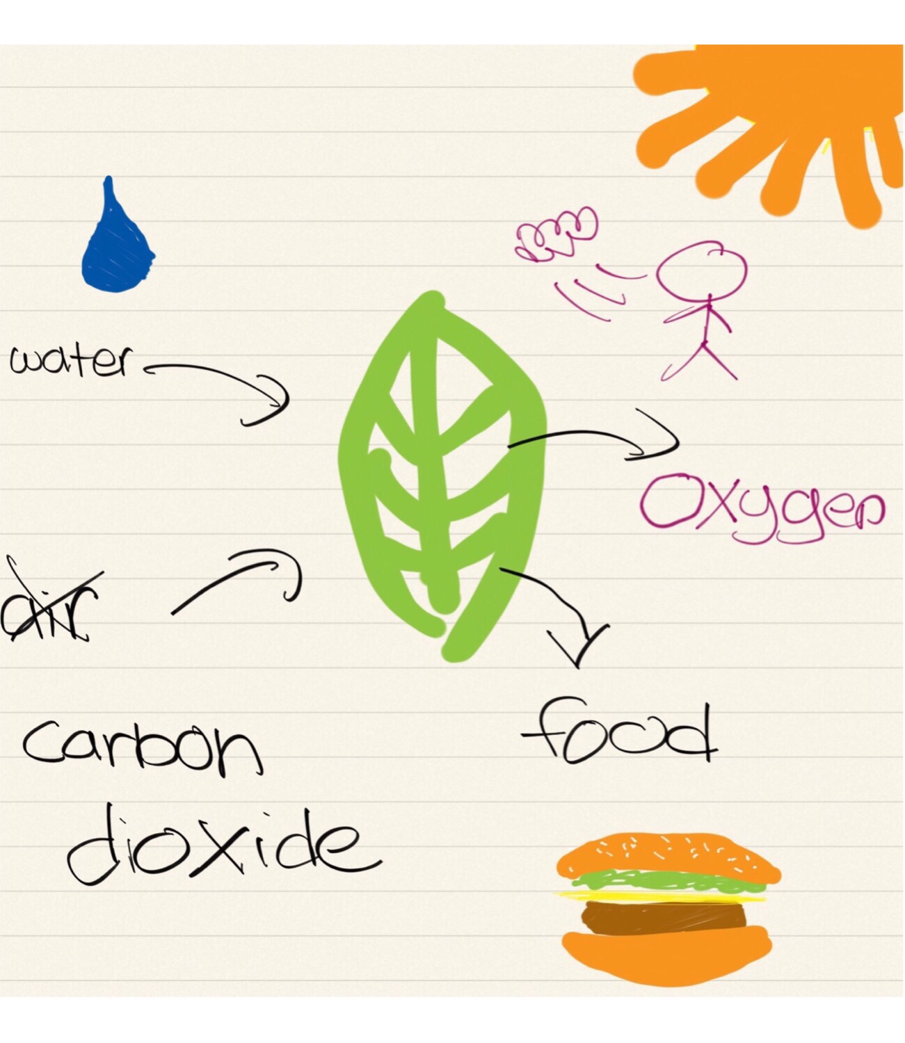 Plants Flashcards Memorang