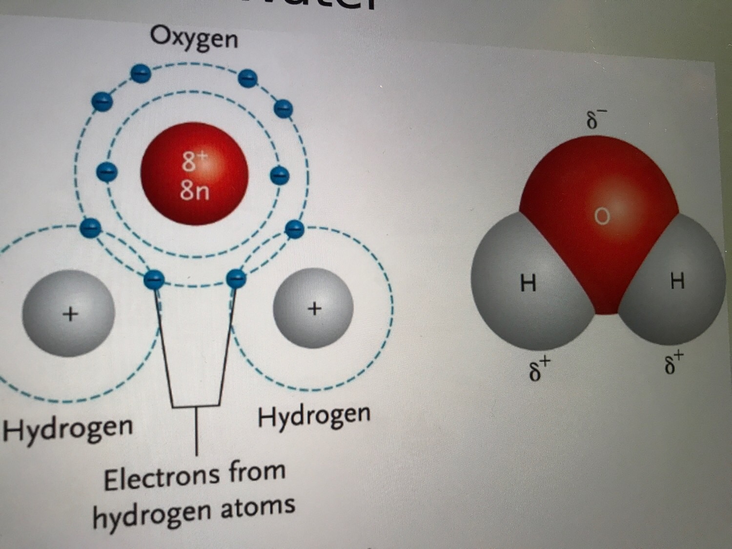 Biology week 2 biological molecules Flashcards Memorang