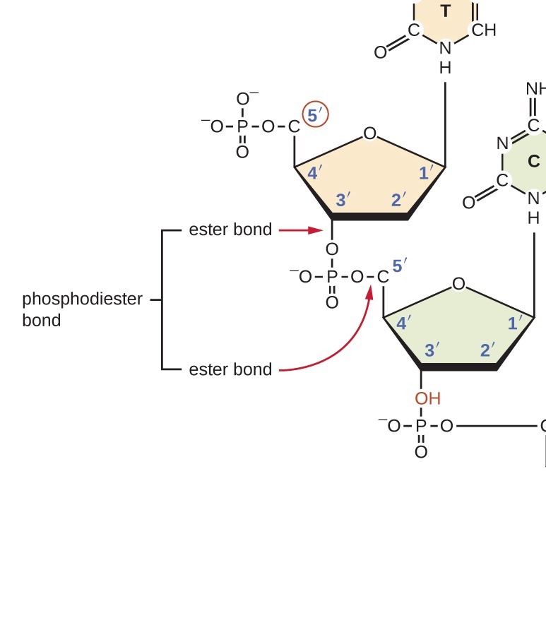 Molecular Biology Flashcards Memorang