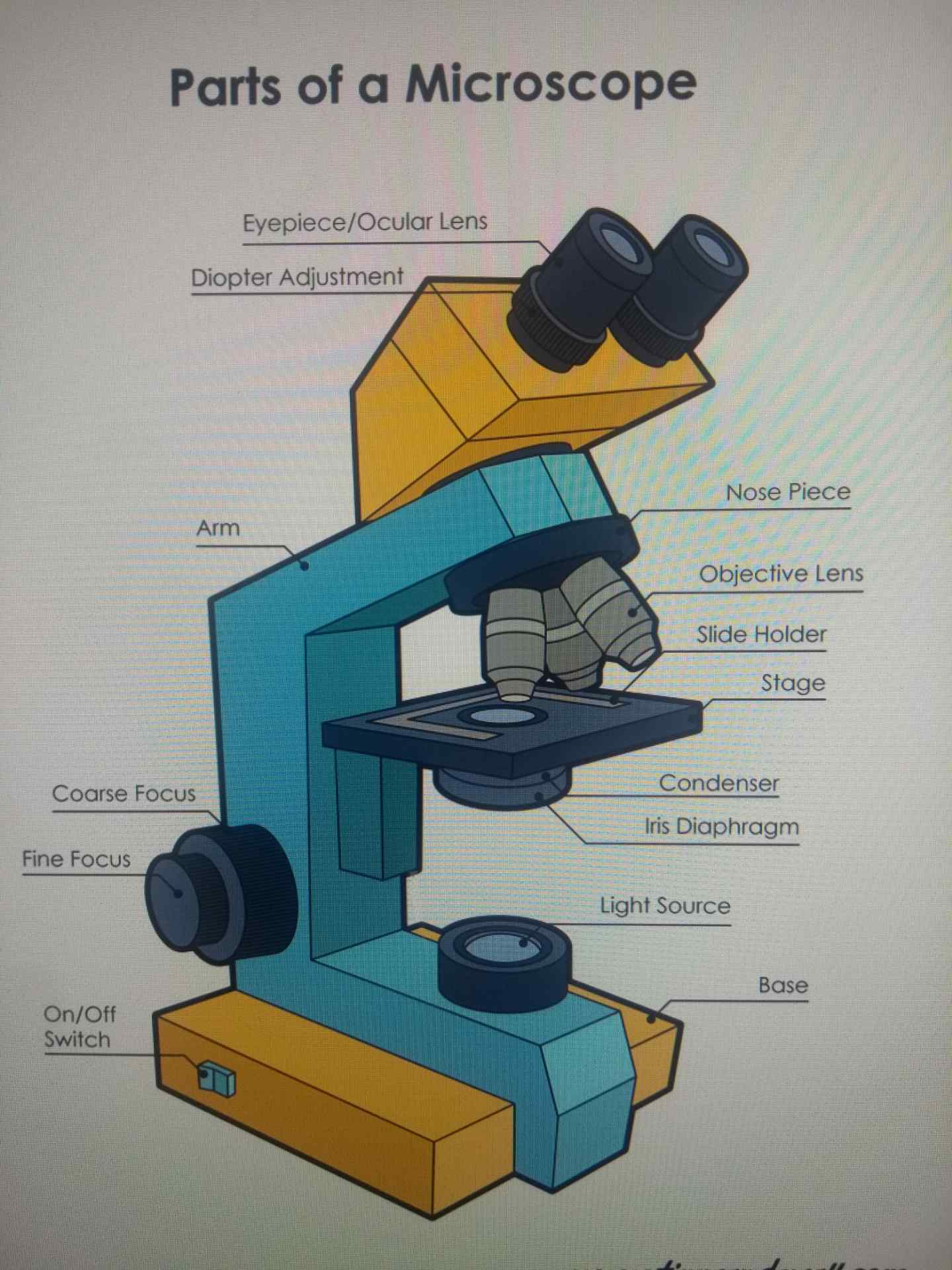 Biology Flashcards Memorang