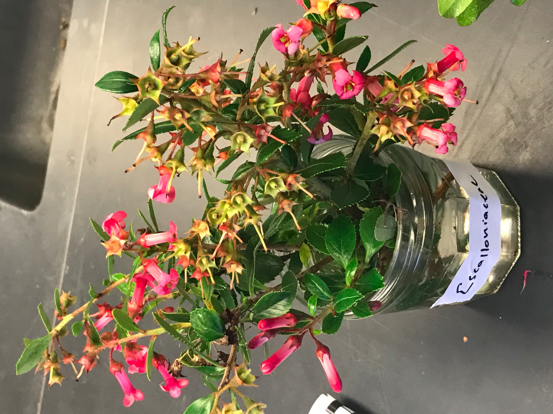 PLANT TAX PT 3 Flashcards Memorang